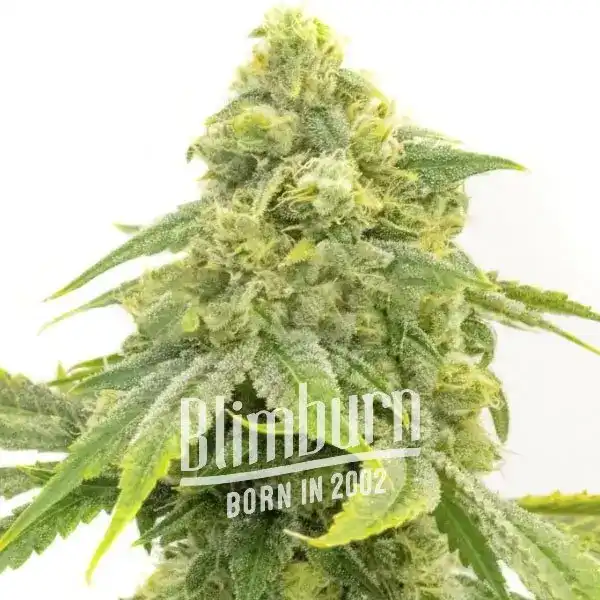 Blimburn Seeds Feminizované semená kanabisu Alien OG 6 ks