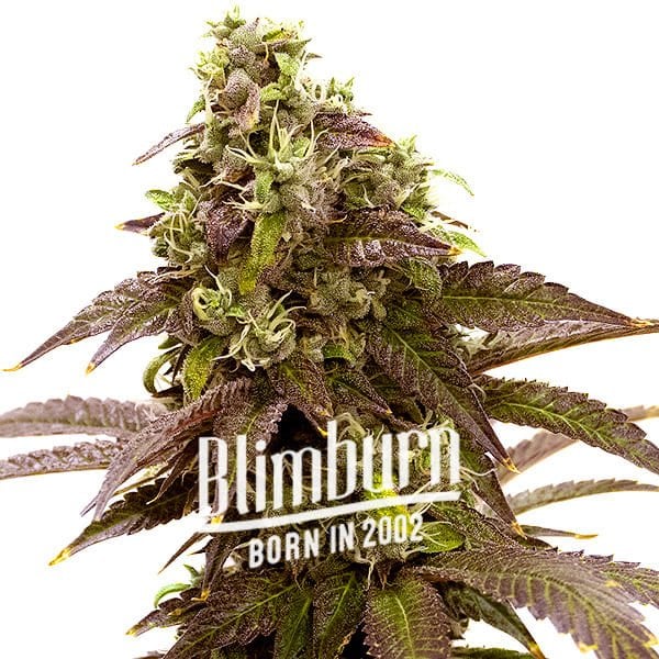 Blimburn Seeds Semená kanabisu Sleepy Joe Feminized 9 ks