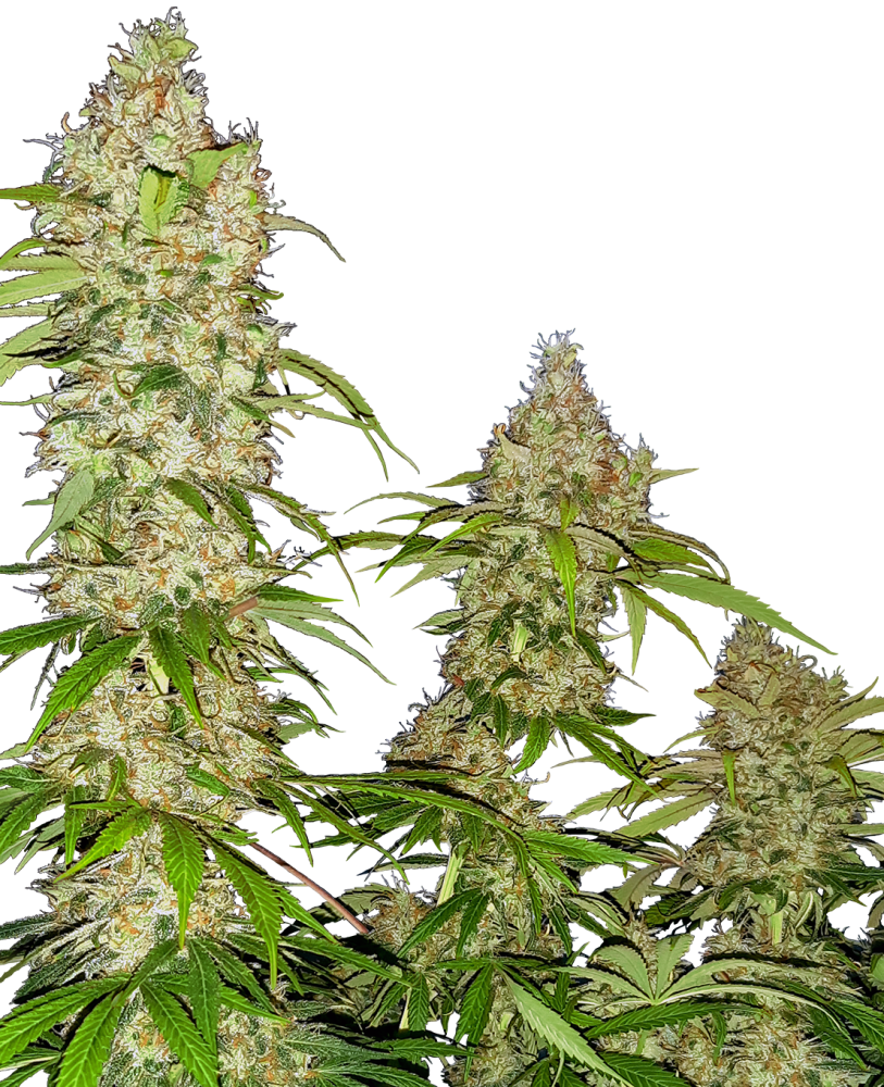 Sensi Seeds Cannabis Seeds Banana Kush Cake Feminized, 3-10 ks 3 ks