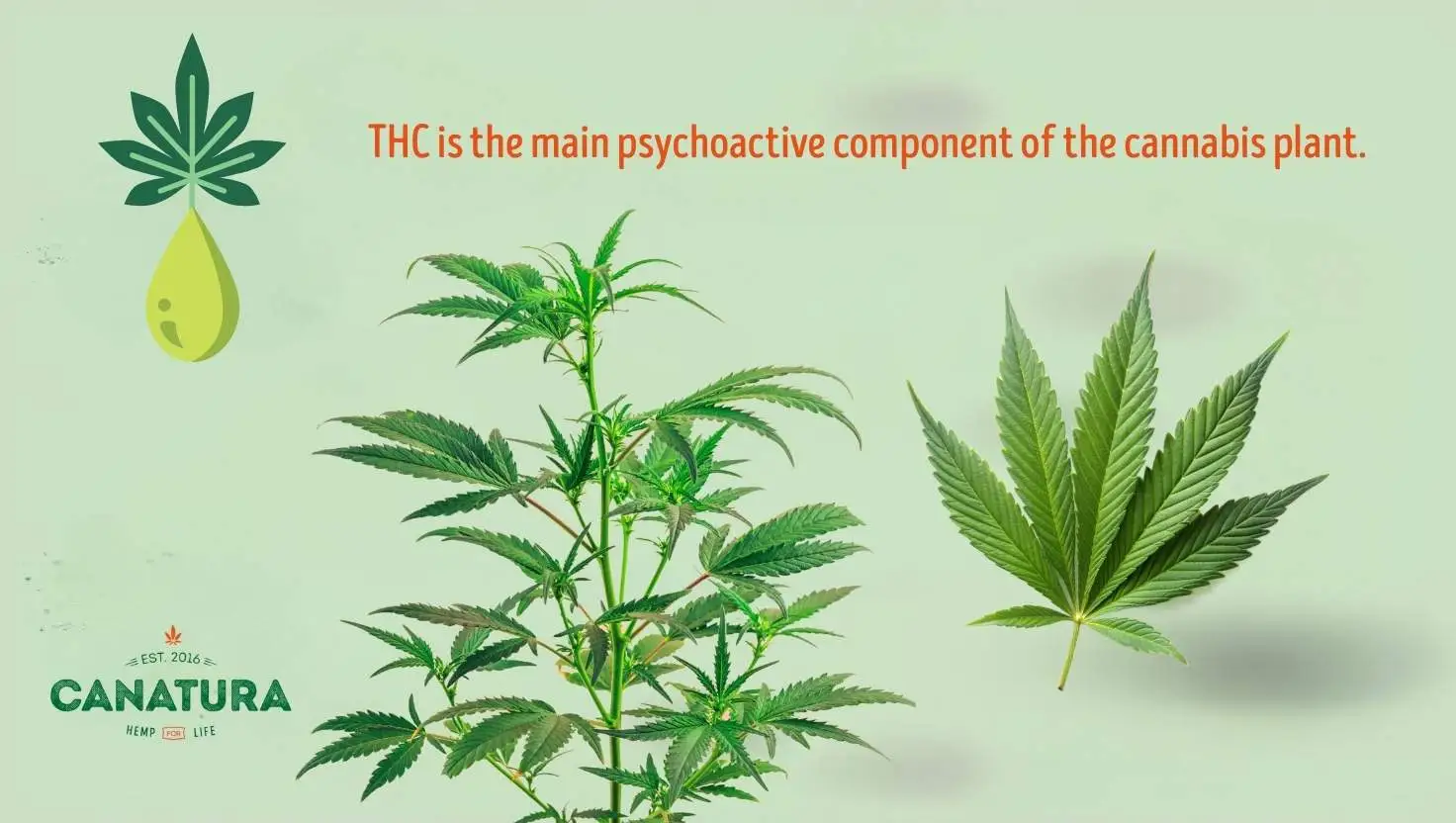 Illustration of a cannabis plant and leaf with the text: "THC is the main psychoactive ingredient of the cannabis plant."