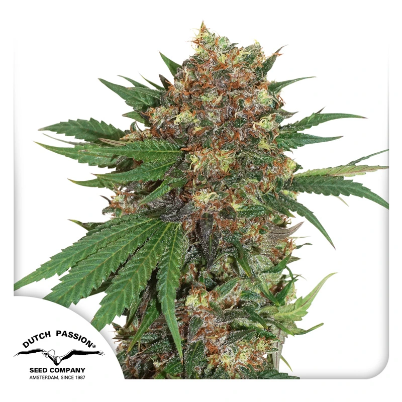 Dutch Passion Cannabiszaden Master Kush Gefeminiseerd