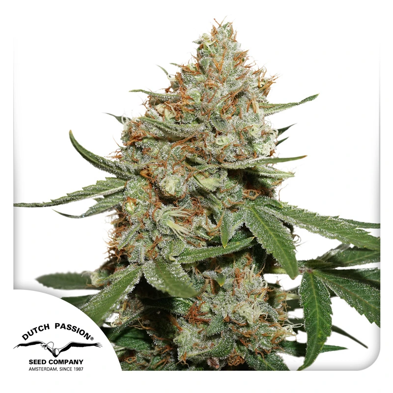 Dutch Passion Cannabiszaden Skunk #11® Gefeminiseerd