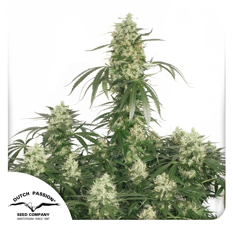 Dutch Passion Cannabiszaden The Ultimate® Gefeminiseerd