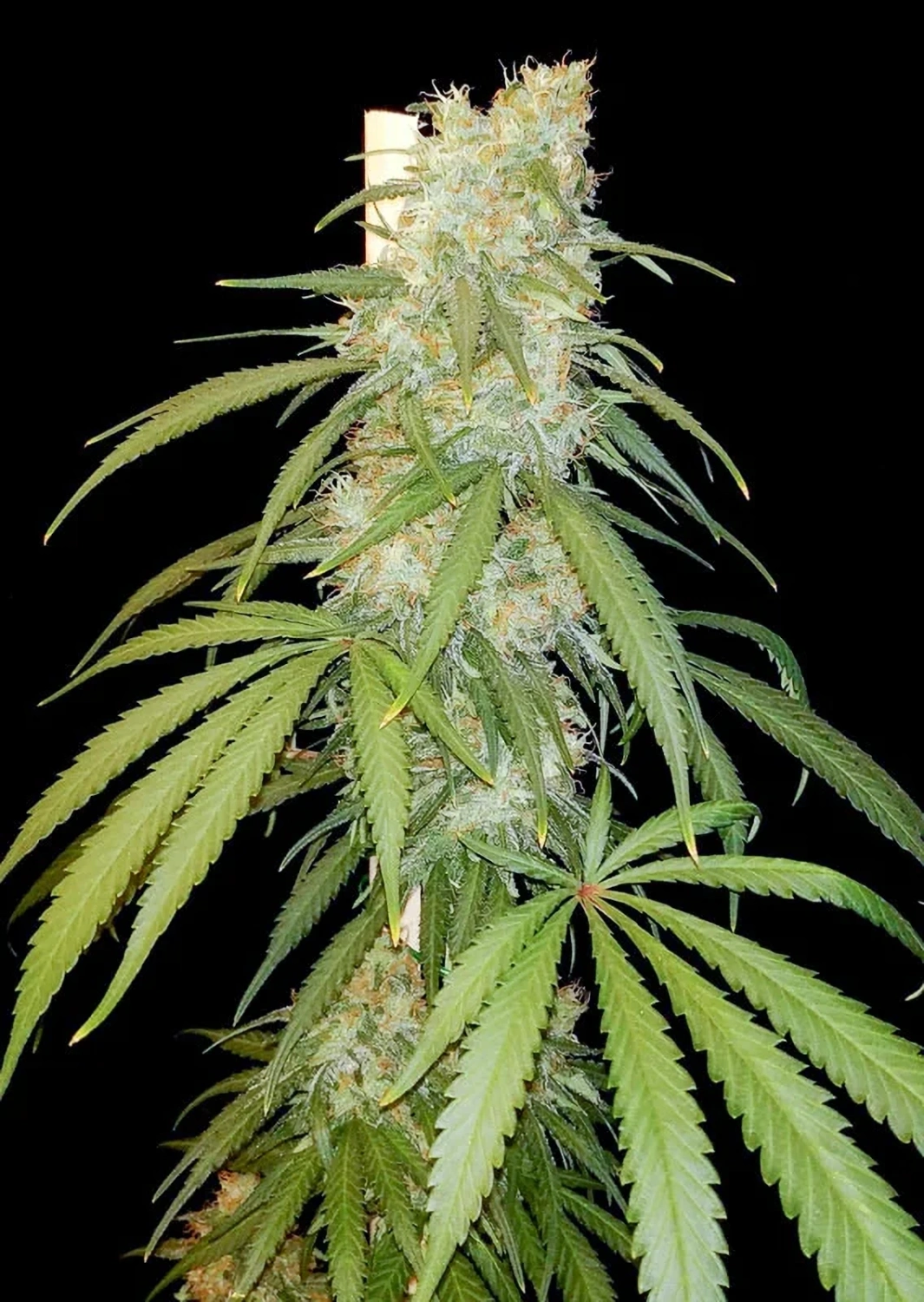 Dutch Passion Cannabiszaden Amsterdam Amnesia Gefeminiseerd