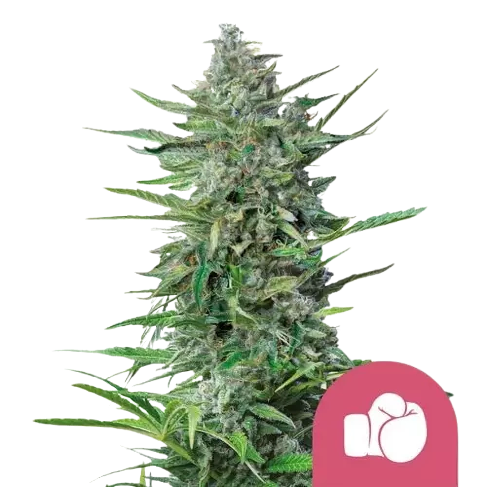 Royal Queen Seeds Semienka kanabisu Purple Punch Feminizované 1 ks