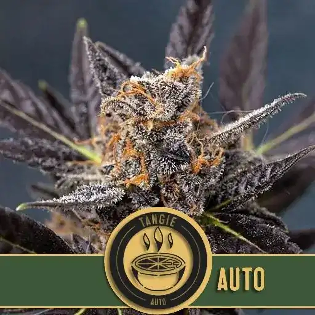 Blimburn Seeds Cannabis Seeds Tangie Auto 3 ks