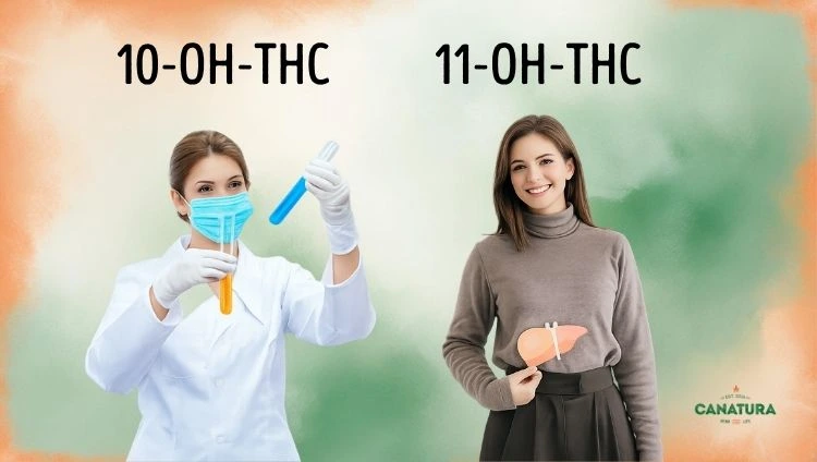 10-OH-THC vs. 11-OH-THC – woman with test tube vs. woman with liver infographic in her hand