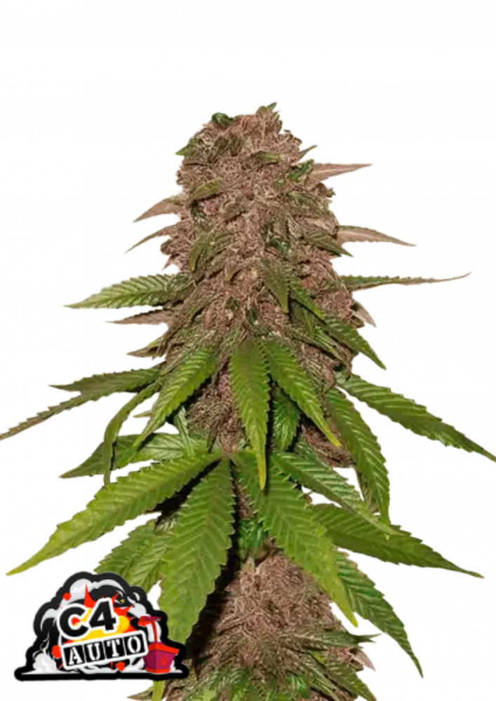 Fast Buds Cannabis Seeds C4 Auto 1 ks