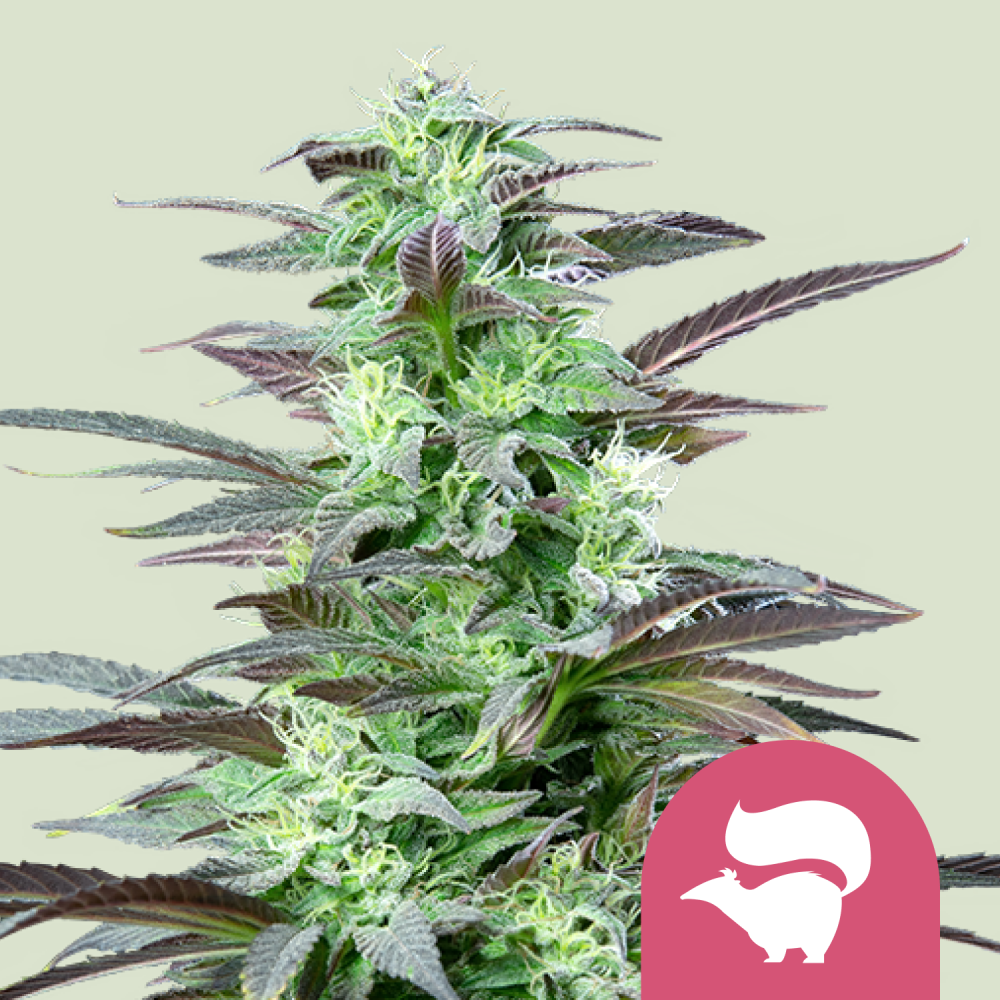 Royal Queen Seeds Cannabis Seeds Skunk XL Feminized 1 ks