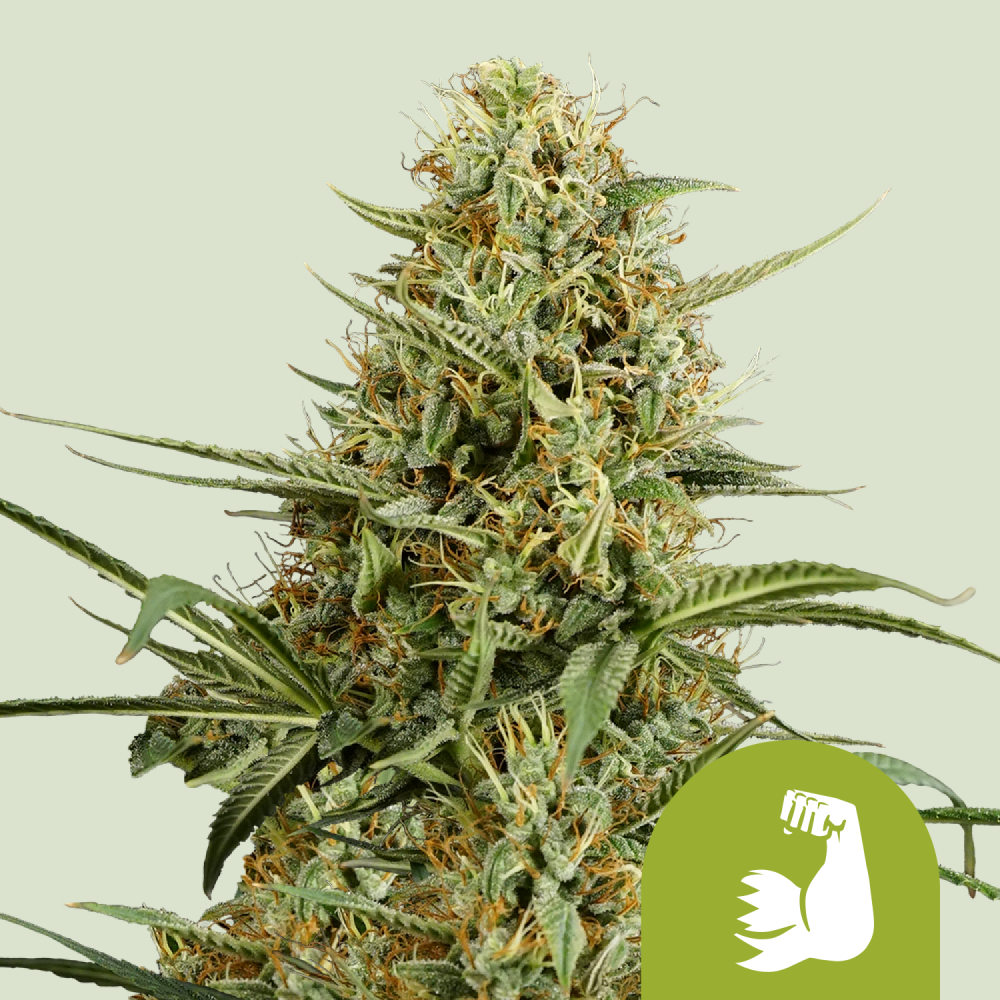 Royal Queen Seeds Cannabis Seeds Hulkberry Auto 3 ks