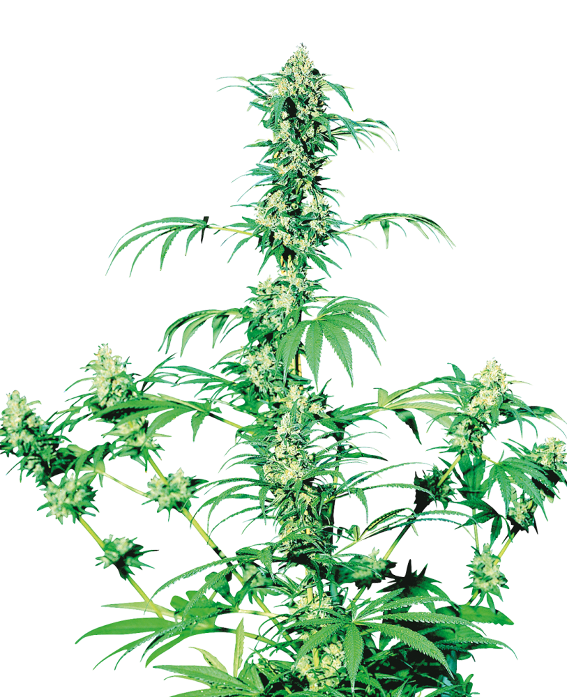 Sensi Seeds Cannabis Seeds Early Girl® Regular, 10 ks