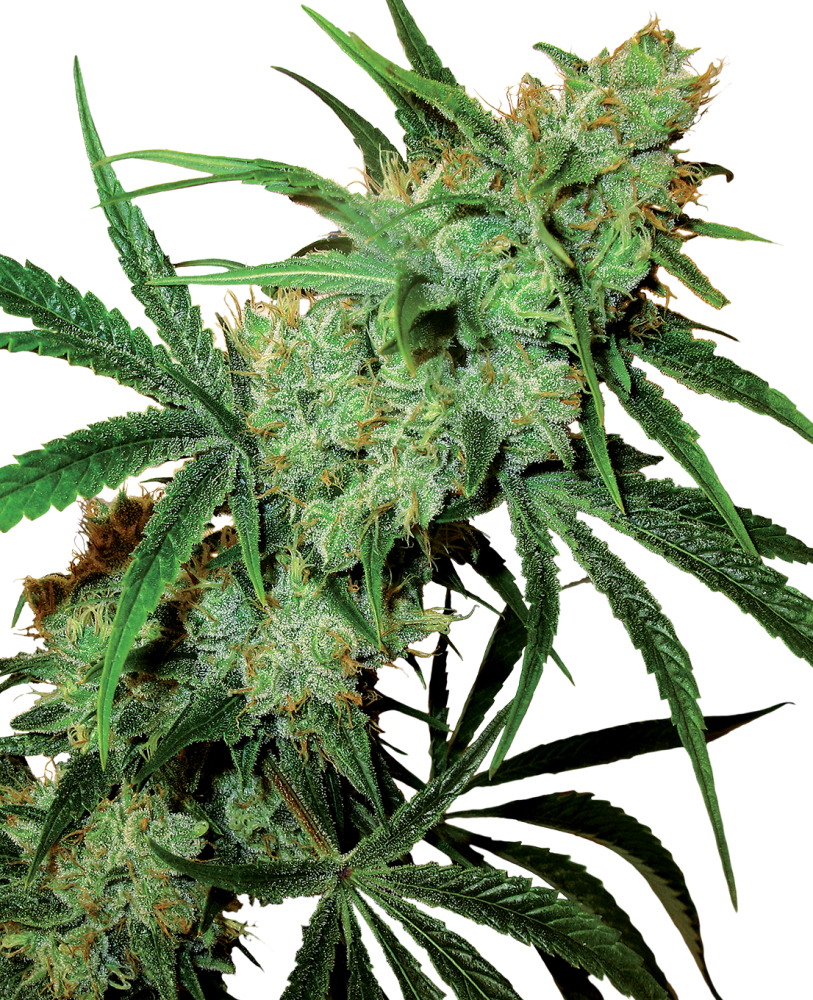 Sensi Seeds Cannabis Seeds Fruity Juice® Regular, 10 ks