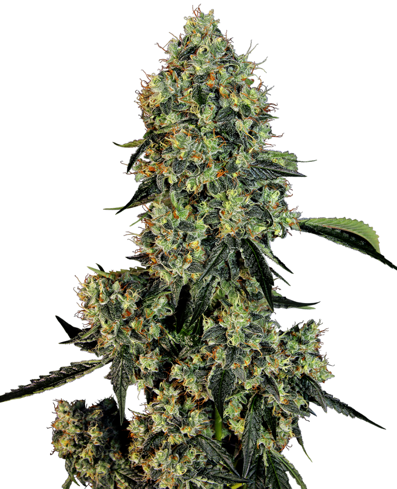 Sensi Seeds Cannabis Seeds OG Kush Feminized by White Label, 3-10 ks 10 ks