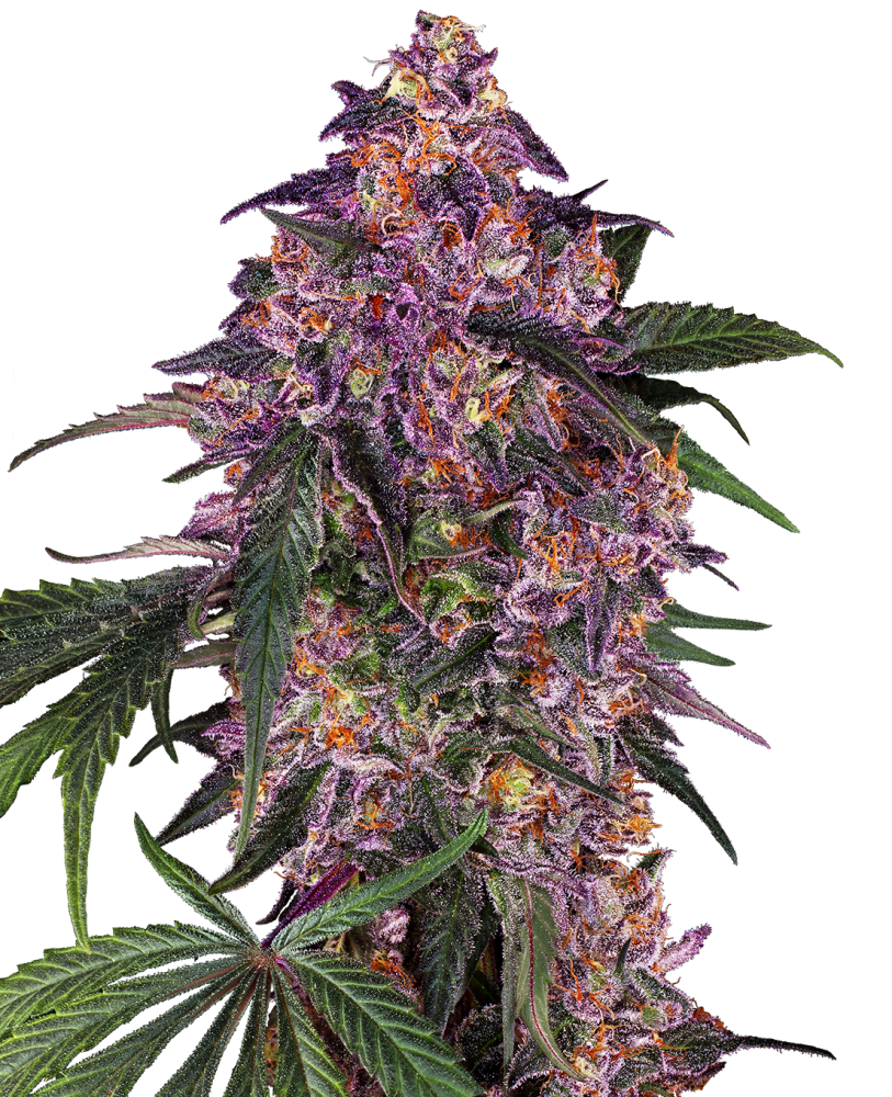 Sensi Seeds Cannabiszaden Sensi Purple Kush® Gefeminiseerd, 3-10 stuks