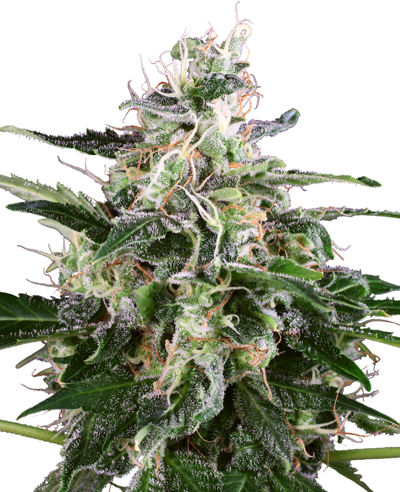 Sensi Seeds Cannabis Seeds White Skunk Automatic Feminized by White Label, 3-10 ks 5 ks