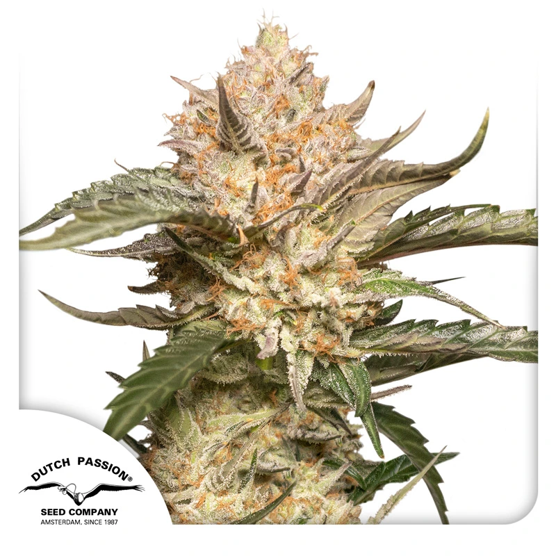 Dutch Passion Cannabiszaden Auto Trichome & Cream® Autoflowering