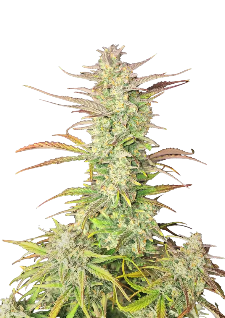 Fast Buds Semienka kanabisu Z-Up Samokvitnúce 1 ks