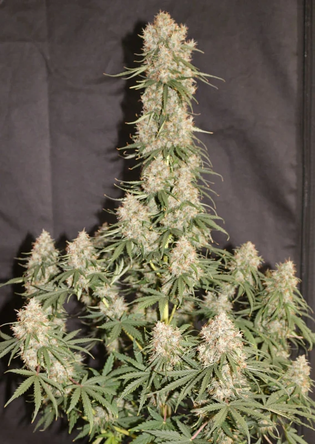 Dutch Passion Cannabis Seeds Auto Blueberry® Autoflowering 3 ks