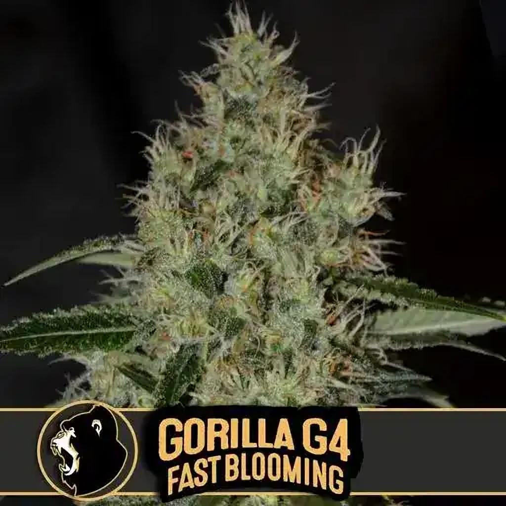 Blimburn Seeds Konopné semienka Gorilla Glue G4 rýchlo kvitnúce 9 ks