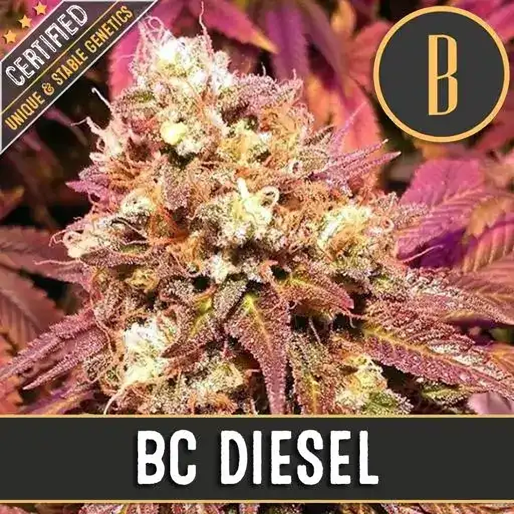 Blimburn Seeds Feminizované semená kanabisu BC Diesel 6 ks