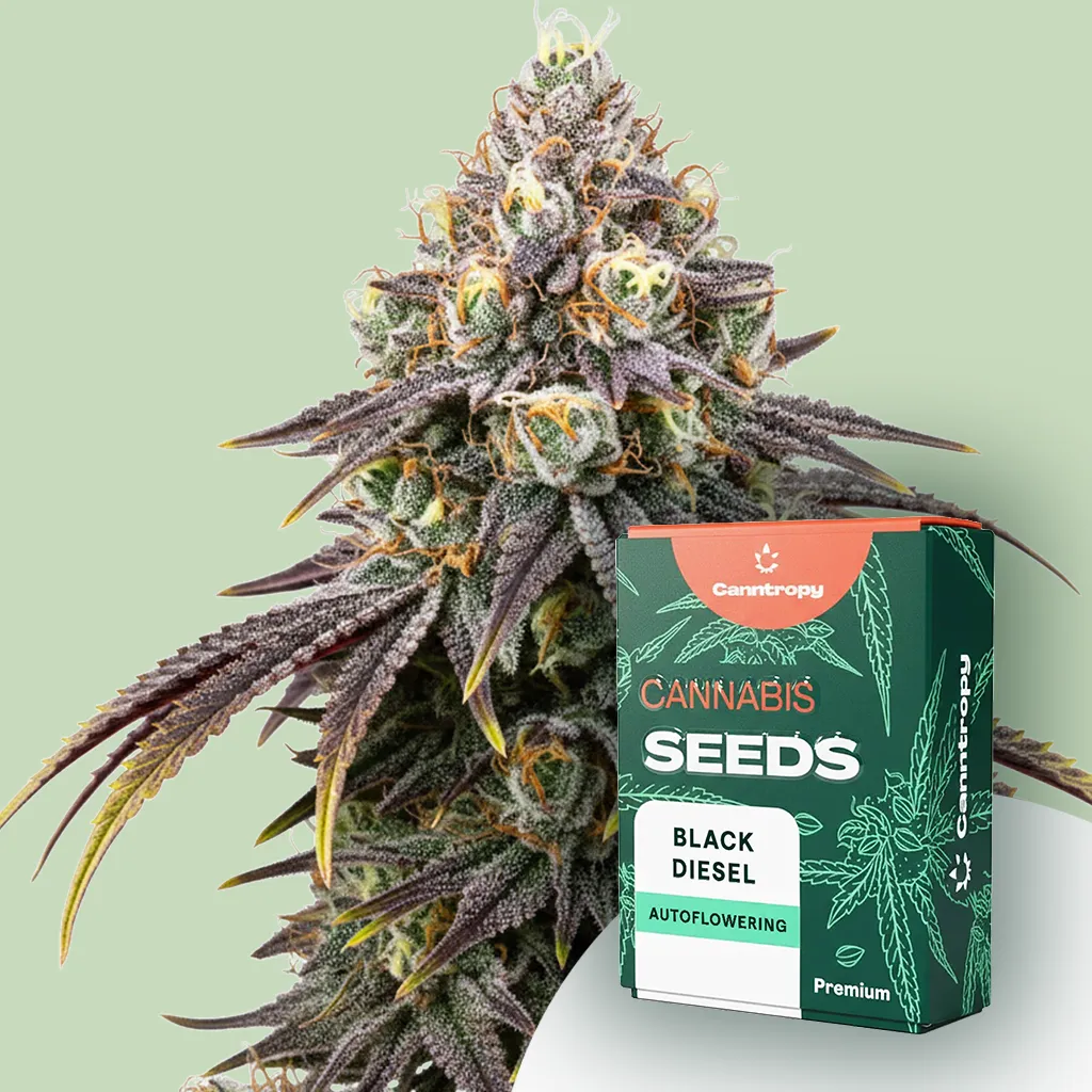 Canntropy Seeds Black Diesel (feminizované) 3 ks