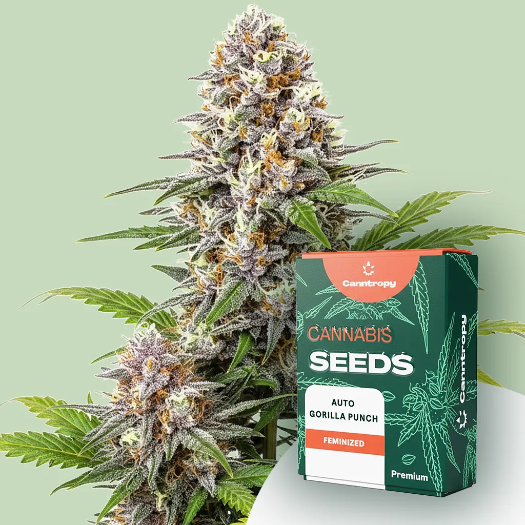 Canntropy Seeds Auto Gorilla Punch (samokvitnúce) 5 ks