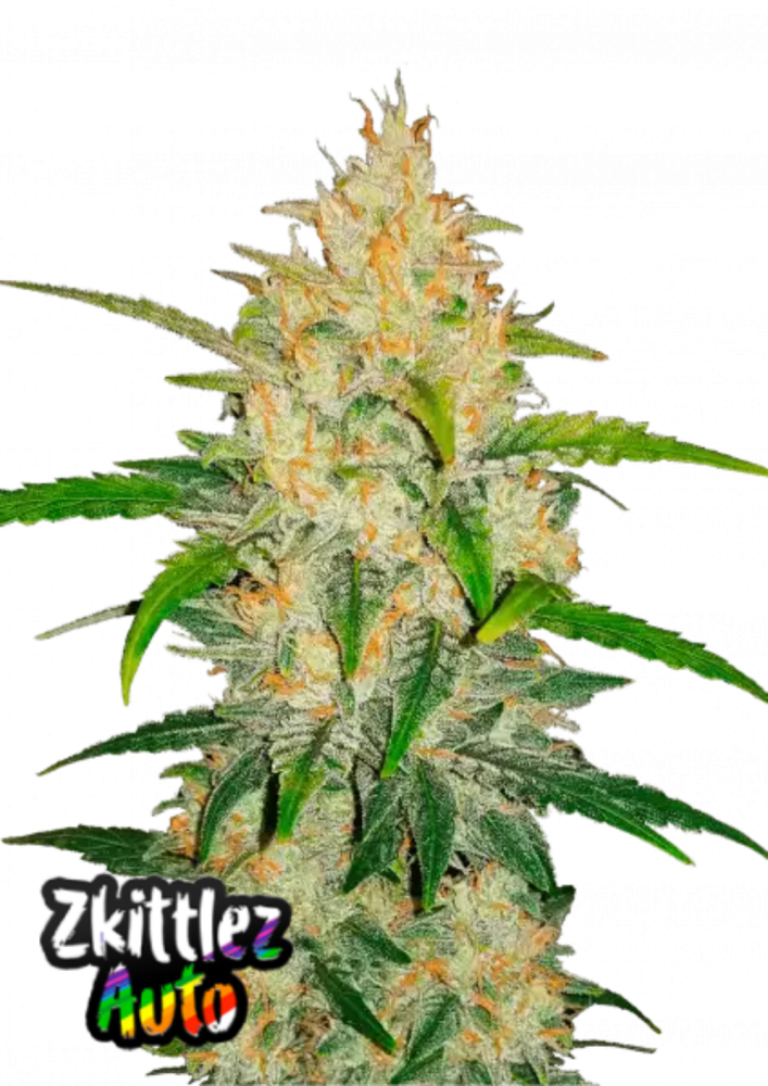 Fast Buds Cannabis Seeds Zkittlez Auto 1 ks