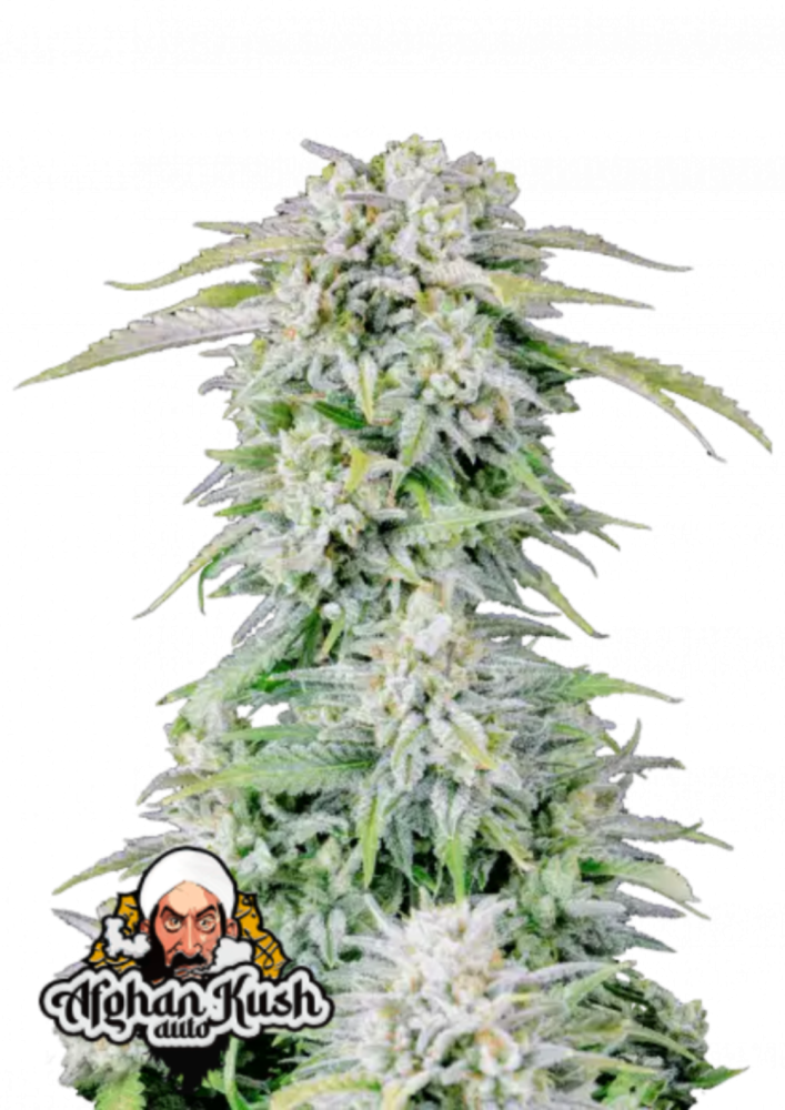 Fast Buds Cannabis Seeds Afghan Kush Auto 5 ks