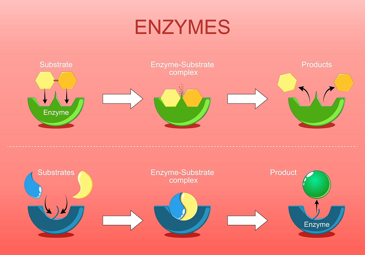 An illustration showing the functions of the enzyme, which are proteins that act as biological catalysts that speed up chemical reactions such as synthesis