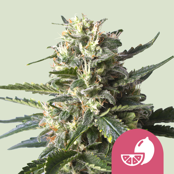 Royal Queen Seeds Cannabis Seeds Lemon Shining Silver Haze Feminized 5 ks