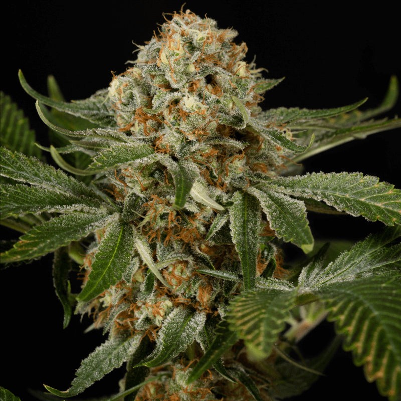 Silent Seeds Classic Cannabis Seeds OG Kush Feminized 3 ks