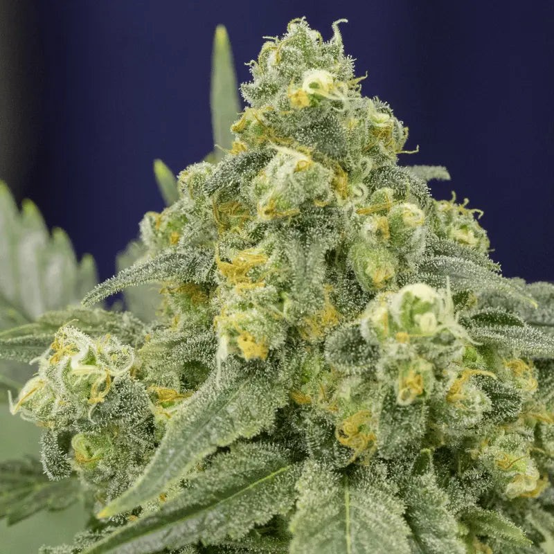 Silent Seeds Classic Cannabis Seeds White Widow Feminized 3 ks
