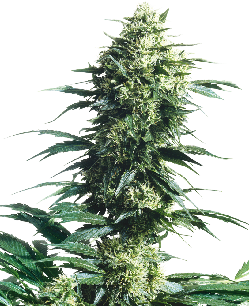 Sensi Seeds Cannabis Seeds Mother's Finest® Regular, 10 ks