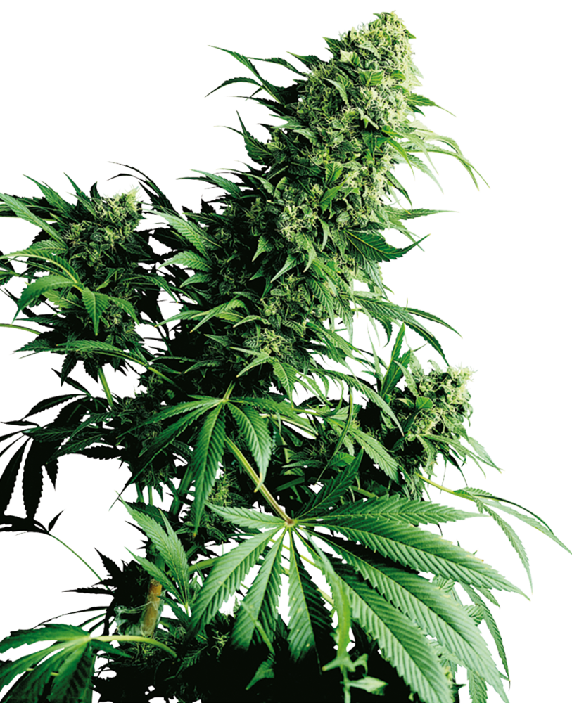 Sensi Seeds Cannabis Shiva Shanti® Regular, 10 ks