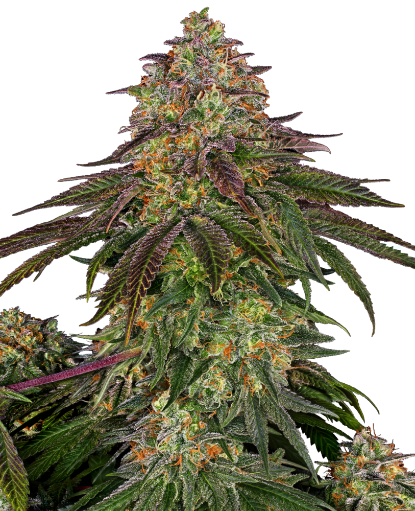Sensi Seeds Semená kanabisu Sweet Cherry Kush® feminizované, 3-10 ks 3 ks