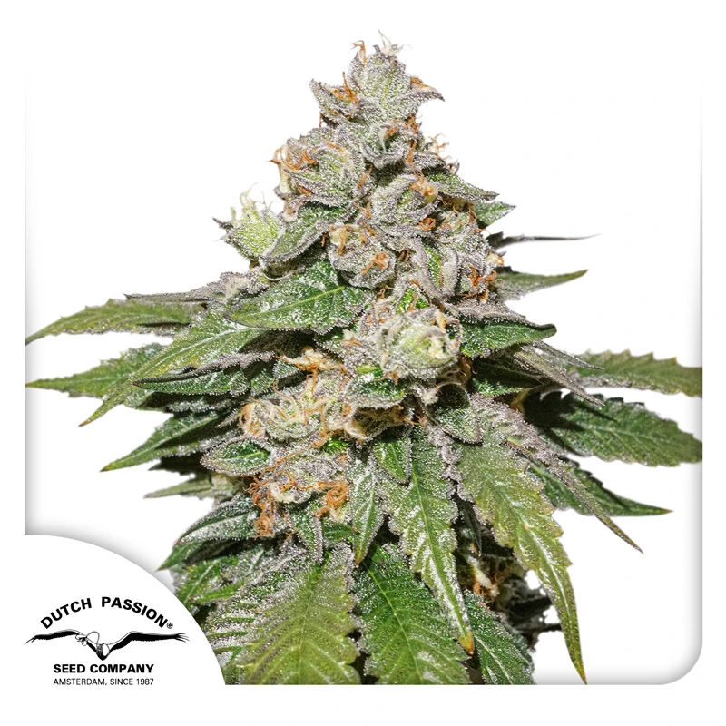 Dutch Passion Cannabiszaden Auto Mokum's Tulip® Autoflowering