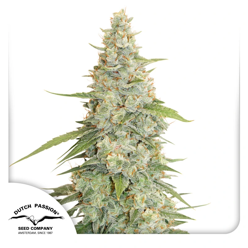 Dutch Passion Cannabiszaden Meringue® Gefeminiseerd
