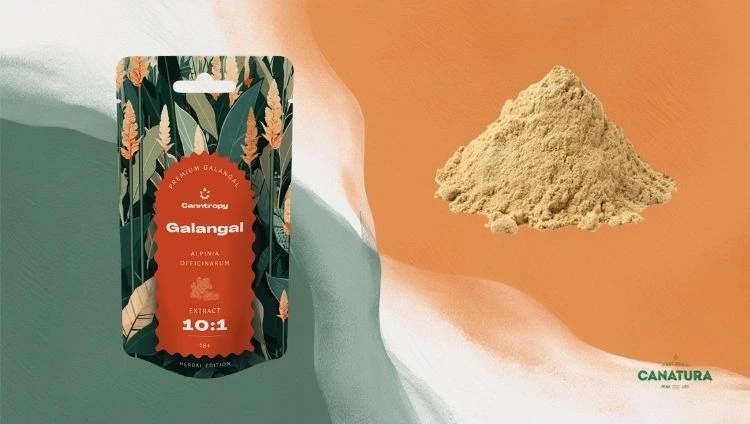 Galangal in a bag on the left, galangal powder on the right, Canatura logo bottom right