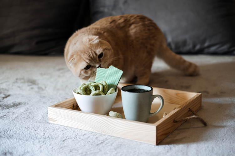 https://www.canatura.com/images/shutterstock_1917555821_web.png