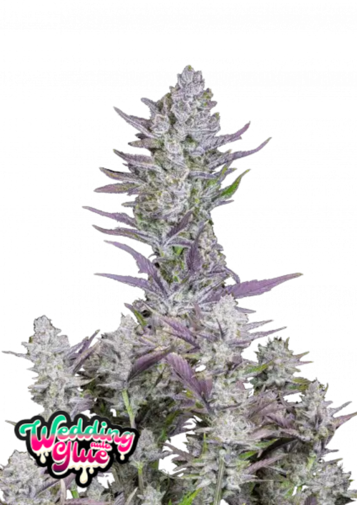 Fast Buds Cannabis Seeds Wedding glue Auto 1 ks
