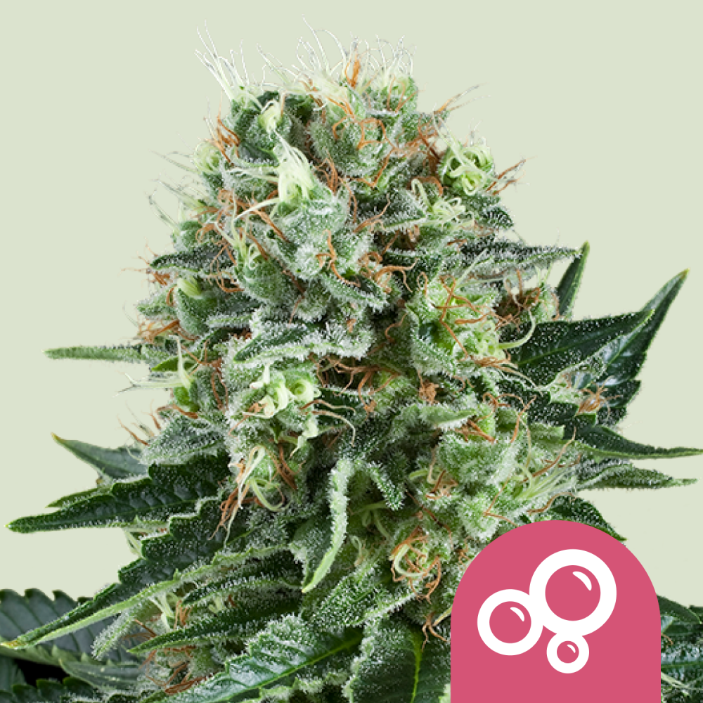 Royal Queen Seeds Cannabis Seeds Bubble Kush Feminized 1 ks