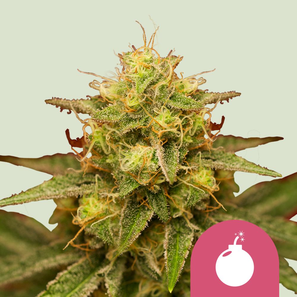 Royal Queen Seeds Cannabis Seeds Royal Domina Feminized 3 ks