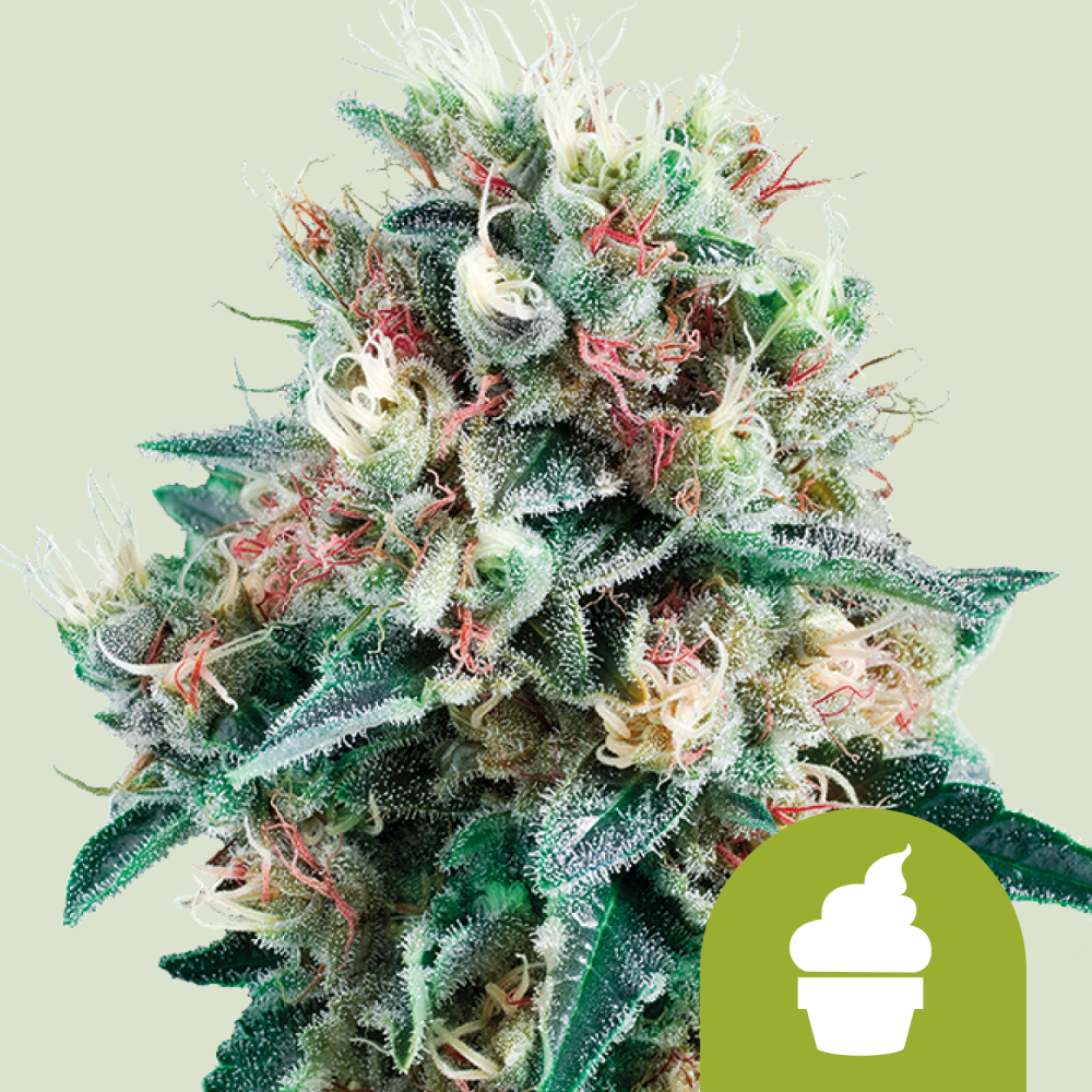 Royal Queen Seeds Semená konope Royal Creamatic Auto 3 ks