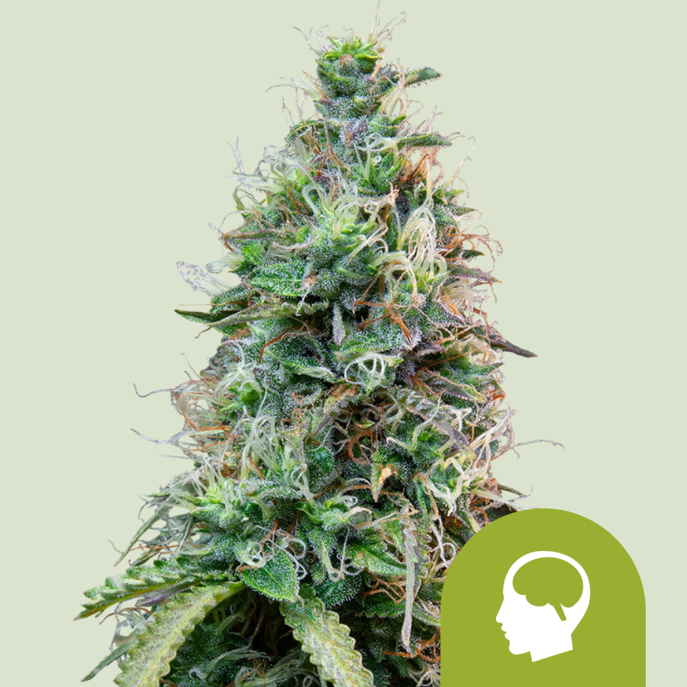 Royal Queen Seeds Cannabis Seeds Amnesia Haze Auto 3 ks
