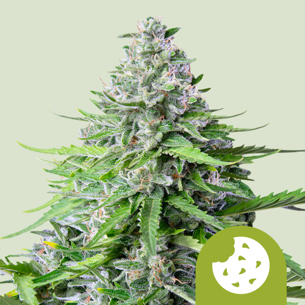 Royal Queen Seeds Cannabis Seeds Royal Cookies Auto 5 ks