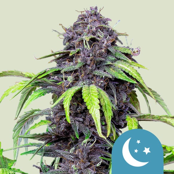 Royal Queen Seeds Cannabis Seeds Purplematic Auto (High CBD) 10 ks
