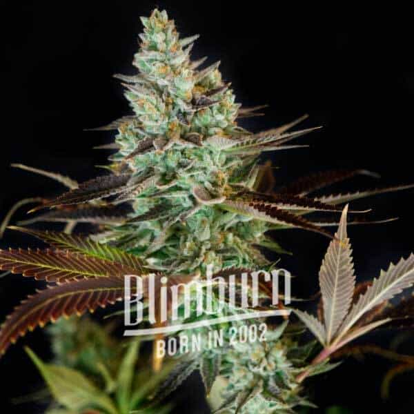 Blimburn Seeds Feminizované semená kanabisu Clementine 6 ks