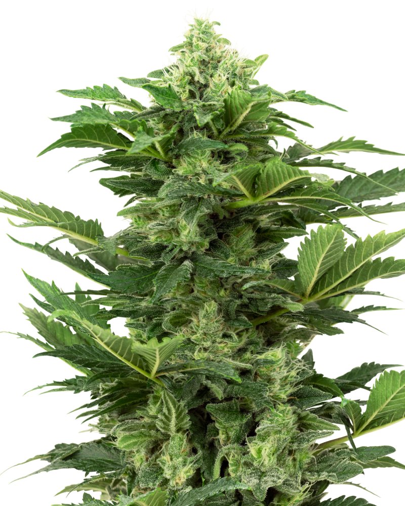 Sensi Seeds Cannabis Seeds Afghan Pearl CBD Automatic Feminized, 3-10 ks 3 ks