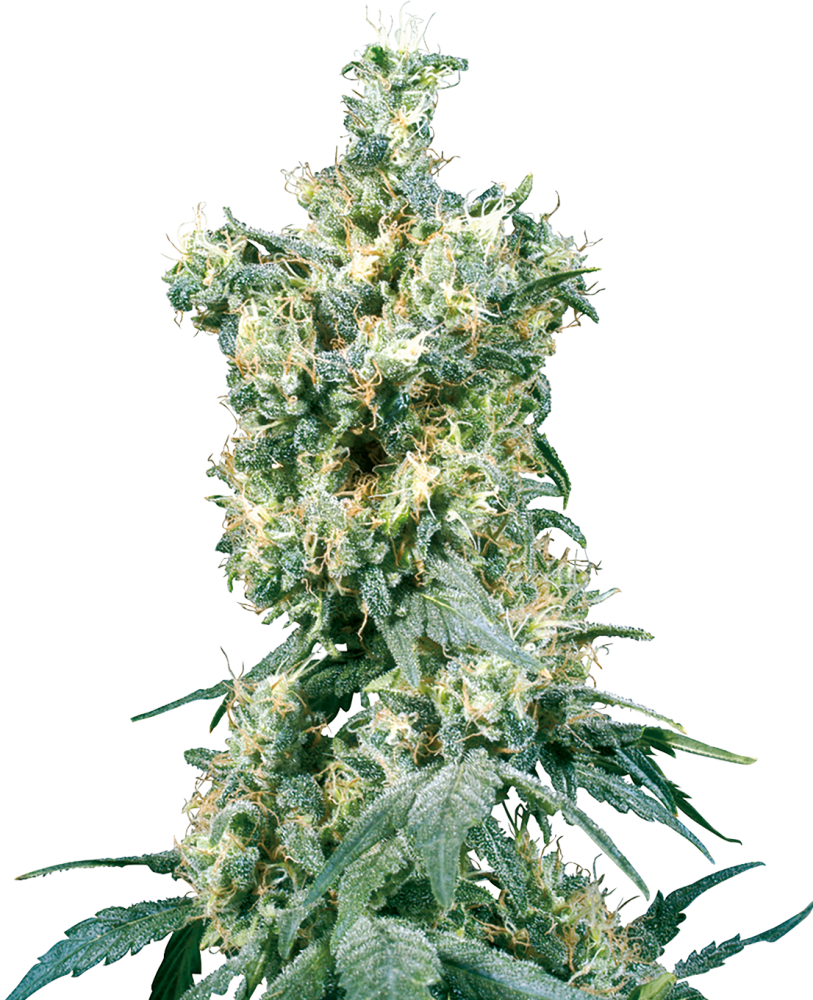 Sensi Seeds Cannabiszaden American Dream® Regulier, 10 stuks