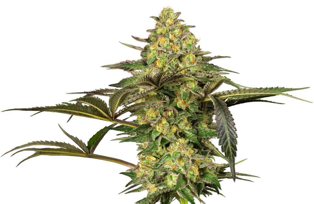 Sensi Seeds Cannabiszaden Grapevine Candy® Gefeminiseerd, 3-10 stuks